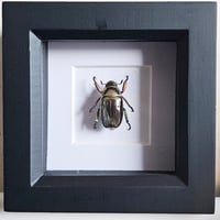 Image 1 of Framed - Silver Chrysina Scarab Beetle (RARE)