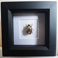 Image 1 of Framed - Gold Optima Scarab Beetle (V.RARE)