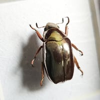 Image 2 of Framed - Gold Optima Scarab Beetle (V.RARE)