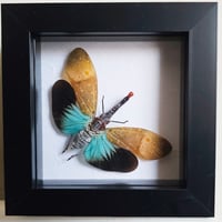 Framed - Pyrorhyncha Lanterfly
