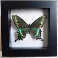 Framed - Alpine Black Swallowtail Butterfly (spring)