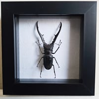 Framed - Longjaw Stag Beetle
