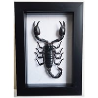 Framed - Giant Asian Forest Scorpion