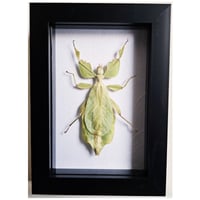 Framed - Walking Leaf Insect