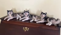 Image 2 of 12” Malemute husky