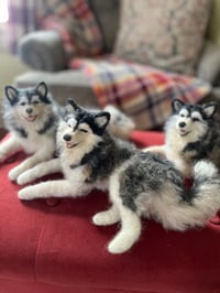 Image 3 of 12” Malemute husky