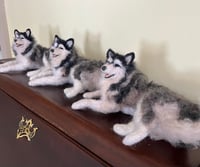 Image 4 of 12” Malemute husky