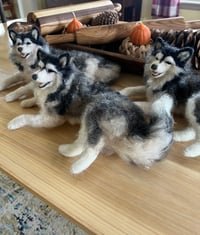 Image 5 of 12” Malemute husky