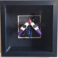 Deep Framed - Red Speckled Jewel Beetle I