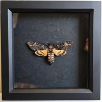 Framed - Death's-Head Hawkmoth I