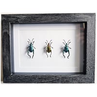 Framed - Frog Legged Beetle Trio
