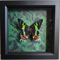 Ferns - Madagascan Sunset Moth