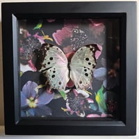 Dark Flora - Forest Mother-Of-Pearl Butterfly