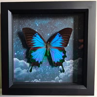 Celestial - Ulysses Swallowtail Butterfly