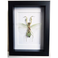 Framed - Giant Green Asian Mantis