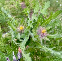 Image 1 of Dried Herb - Blessed Thistle