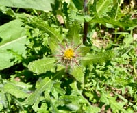 Image 2 of Dried Herb - Blessed Thistle
