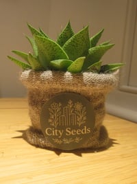 Aloe Haworthia in wool pot 