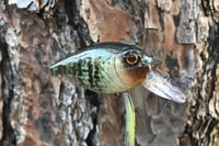Image 3 of Custom Airbrushed Crankbait 6456