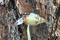 Image 5 of Custom Airbrushed Crankbait 6456