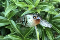 Image 10 of Custom Airbrushed Crankbait 6456