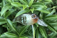 Image 11 of Custom Airbrushed Crankbait 6456