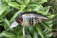 Image 12 of Custom Airbrushed Crankbait 6456