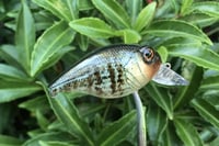 Image 13 of Custom Airbrushed Crankbait 6456