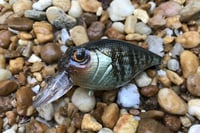 Image 1 of Custom Airbrushed Crankbait 6456