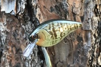 Image 4 of SPEEDBAITS Custom Airbrushed Lucky Squarebill 6489