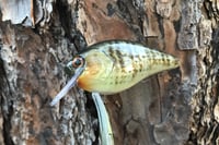 Image 5 of SPEEDBAITS Custom Airbrushed Lucky Squarebill 6489