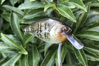 Image 9 of SPEEDBAITS Custom Airbrushed Lucky Squarebill 6489