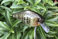 Image 11 of SPEEDBAITS Custom Airbrushed Lucky Squarebill 6489