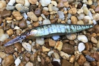 Image 3 of Custom Airbrushed Jerkbait TA 110+ 6570