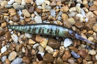 Image 2 of Custom Airbrushed Jerkbait TA 110+ 6570