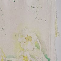 Image 2 of Primrose fade 1