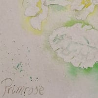 Image 3 of Primrose fade 1