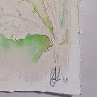 Image 4 of Primrose fade 1