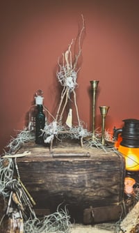 Image 1 of horse tooth air plant devil net