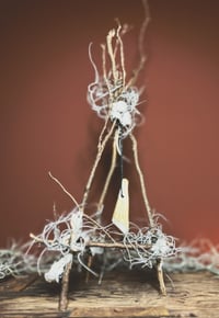 Image 4 of horse tooth air plant devil net