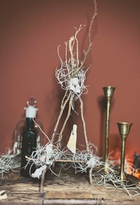 Image 2 of horse tooth air plant devil net