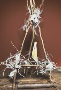 Image 5 of horse tooth air plant devil net