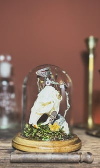 Image 2 of the smollest muskrat cloche