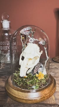 Image 5 of the smollest muskrat cloche