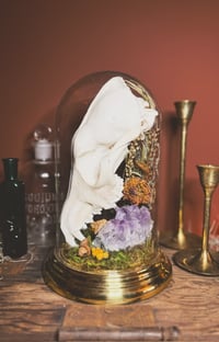 Image 1 of coyote skull cloche