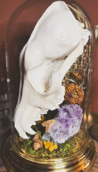 Image 4 of coyote skull cloche