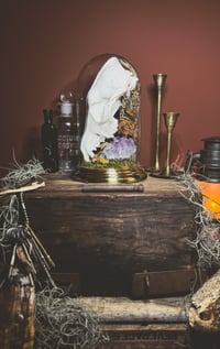 Image 2 of coyote skull cloche