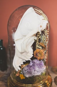 Image 3 of coyote skull cloche