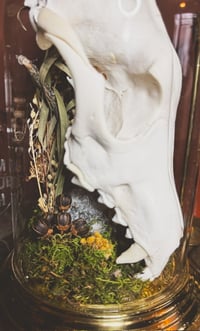 Image 5 of coyote skull cloche