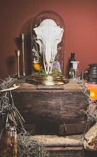 Image 2 of sheep skull cloche